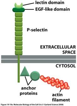 Struttura delle selettine Le lectine di tipo C sono proteine leganti carboidrati caratterizzate dalla presenza di un «Carbohydrate Recognition Domain» (CRD di circa 120 aminoacidi.