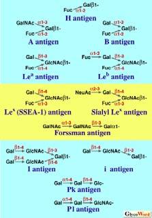 Ogni selectina ha affinità verso oligosaccaridi con determinanti antigenici di tipo sialil Le x o sialil Le a, tuttavia l affinità per gli oligosaccaridi non è elevata.