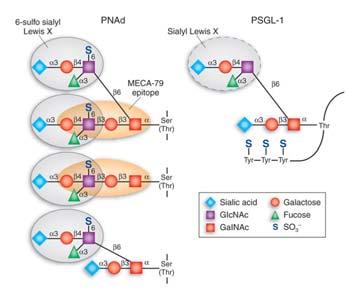 plasmatica in seguito ad attivazione di piastrine e cellule endoteliali.