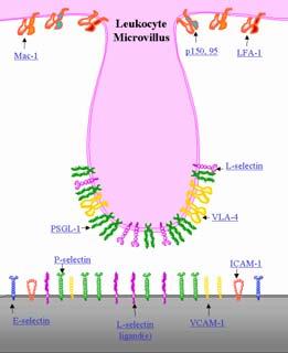 How to roll an endothelial cigar: the biogenesis of Weibel Palade bodies. Traffic 5: 69 78, 2004.