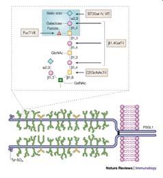 PROTOTIPO DI UN LIGANDO PER LE SELECTINE La struttura di carboidrati che si lega alle selettine è O-linked, mediante un residuo di N-acetilgalattosamina,