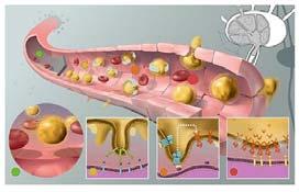 linfociti verso organi linfoidi secondari (b) "Naive T lymphocytes homing