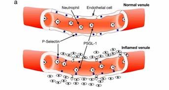 Ancoraggio dei leucociti circolanti all endotelio attivato mediante interazioni fra selettine e i loro ligandi (a) Nelle venule normali i leucociti fluiscono senza interazioni adesive con l