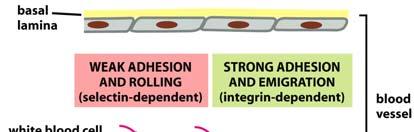 Queste cellule interagiscono mediante contatti casuali con la P-selettina sulle cellule endoteliali mediante il PSGL-1.