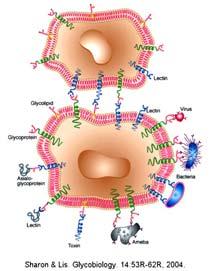 Lectine: proteine che si legano specificamente a zuccheri. Interazioni fra lectine sulla superficie cellulare e carboidrati.
