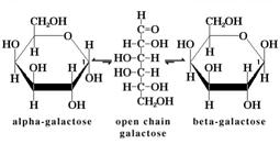 CLASSIFICAZIONE DELLE LECTINE ANIMALI Le strutture oligosaccaridiche complesse presenti sulla superficie cellulare, incorporate nella matrice extracellulare o legate alle glicoproteine secrete,