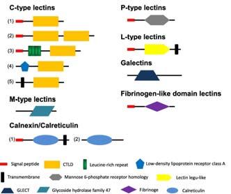 Gli altri domini sono: EG: dominio tipo EGF IG2: dominio tipo immunoglobulina C2 set;