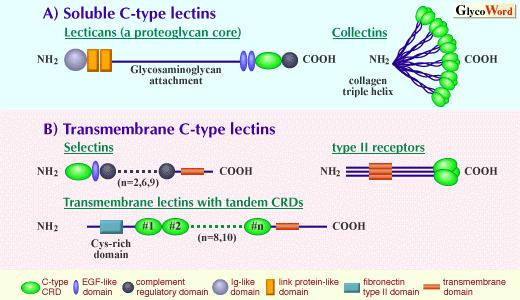 Lectine di tipo C (1) Lectine di tipo C (2) Le lectine di tipo C sono proteine Ca 2+ dipendenti che legano i glicani e che condividono un omologia nelle strutture s8ia primaria che secondaria dei