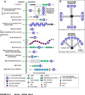 Queste proteine hanno una piega lectinica di tipo C, che è un ripiegamento con una sequenza proteica altamente variabile, presente anche in diverse proteine che non si legano ai carboidrati ( C type