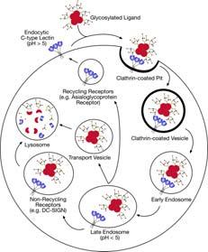 Lectine di tipo C che fungono da recettori di endocitosi Le lectine di tipo C funzionano nella risposta immune di tipo innato e svolgono una duplice funzione nel riconoscimento dei patogeni