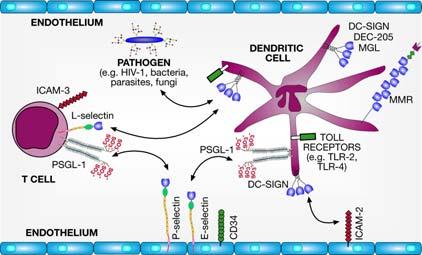 lectine di tipo C, espresse sulla superficie di leucociti, piastrine e cellule endoteliali attivate.