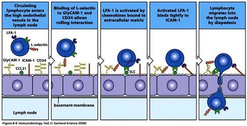 Selectine [2] Infiammazione «Homing» dei linfociti Ci sono tre tipi di selectine: L selettina: espresse in tutti i leucociti, ad eccezione dei linfociti T: E selettina: espressa dalla cellule