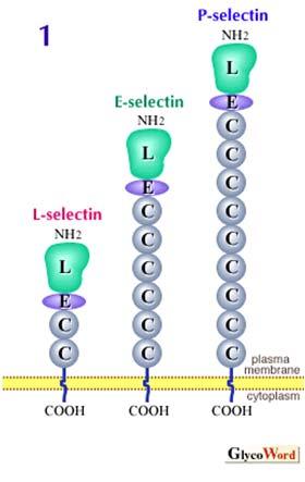 P selectine: originariamente individuate nelle piastrine attivate; tuttavia, la loro espressione può anche essere indotta nell endotelio vascolare attivato.