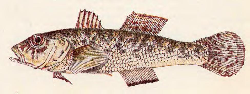 GHIOZZO DI FIUME (Padogobius martensi) Caratteristiche: la bocca è obliqua e munita di labbra robuste, dalle pinne ventrali unite e poste sotto le pettorali e da una