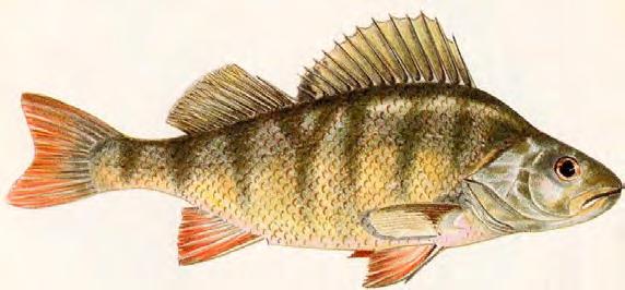 VAIRONE (Leuciscus souffia) Caratteristiche: Il Vairone è una specie che raramente supera i 15 cm. di lunghezza.