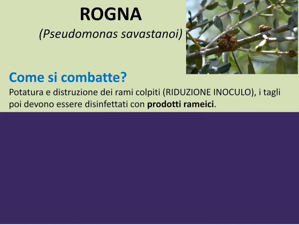 ROGNA (Pseudomonas savastanoi) Come si combatte?