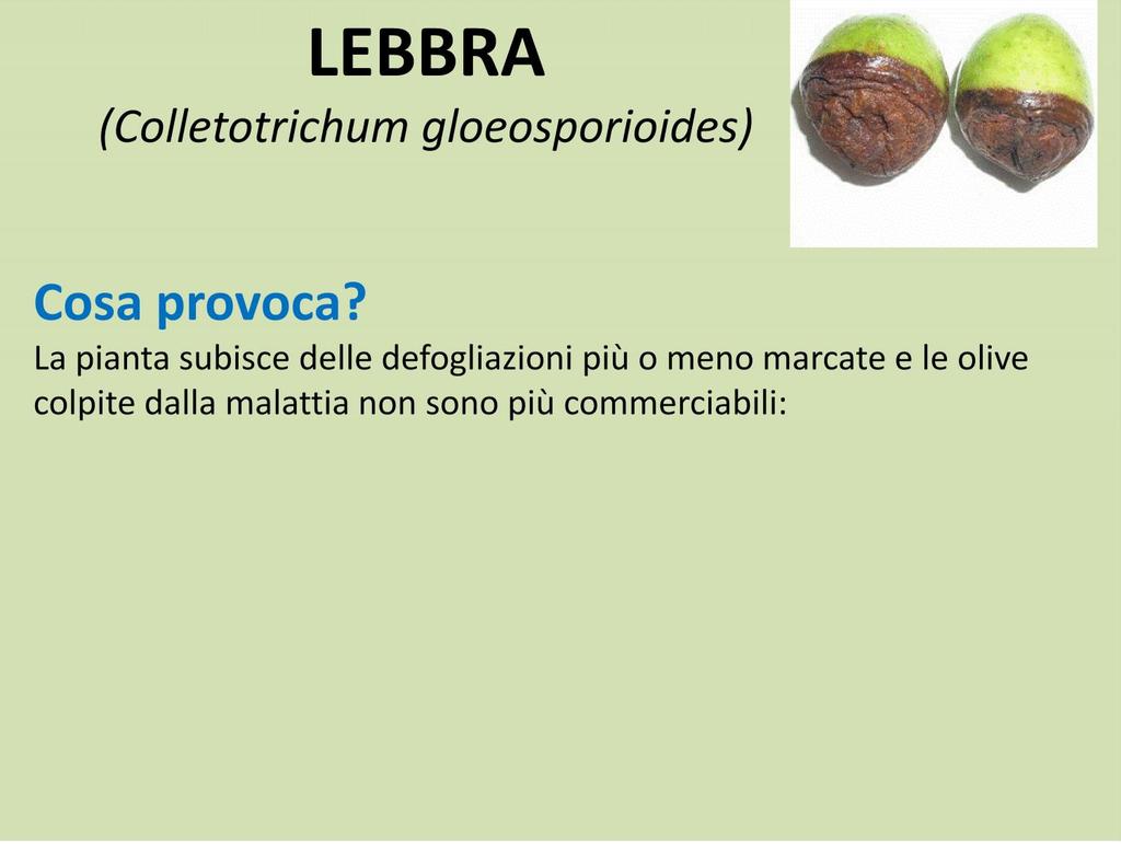 dalla malattia non sono più commerciabili: quelle da olio danno un prodotto