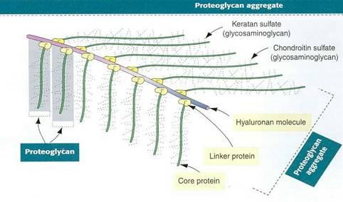 Acido ialuronico E diverso dagli altri GAG: Molto grande (fino a 25.