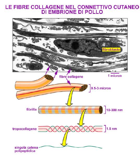 the triple helix is secreted from the cell the