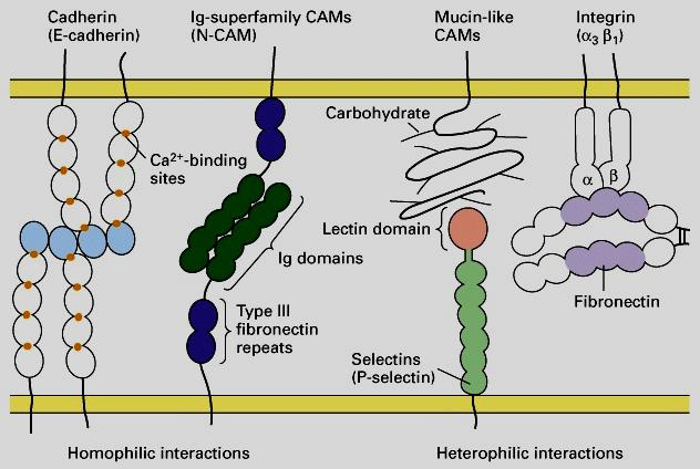 adesione CELLULA-CELLULA CELLULA-MATRICE cadherins