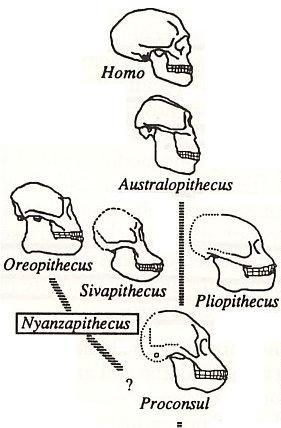 La posizione filetica del Proconsul (una scimmia antropomorfa in formazione ): un Primate estinto di scarsissima specializzazione, in
