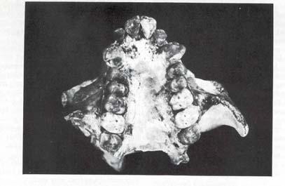 Pliopithecus (Ritrovamenti europei) Pliopithecus antiquus 1840 Francia Successivamente altri