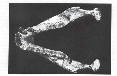 Austria, al confine con Cecoslovacchia Epipliopithecus a generalized primitive catarrhine primate La