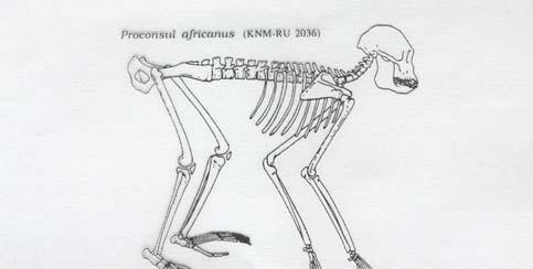 da isola di Rusinga Miocene inferiore I Primati