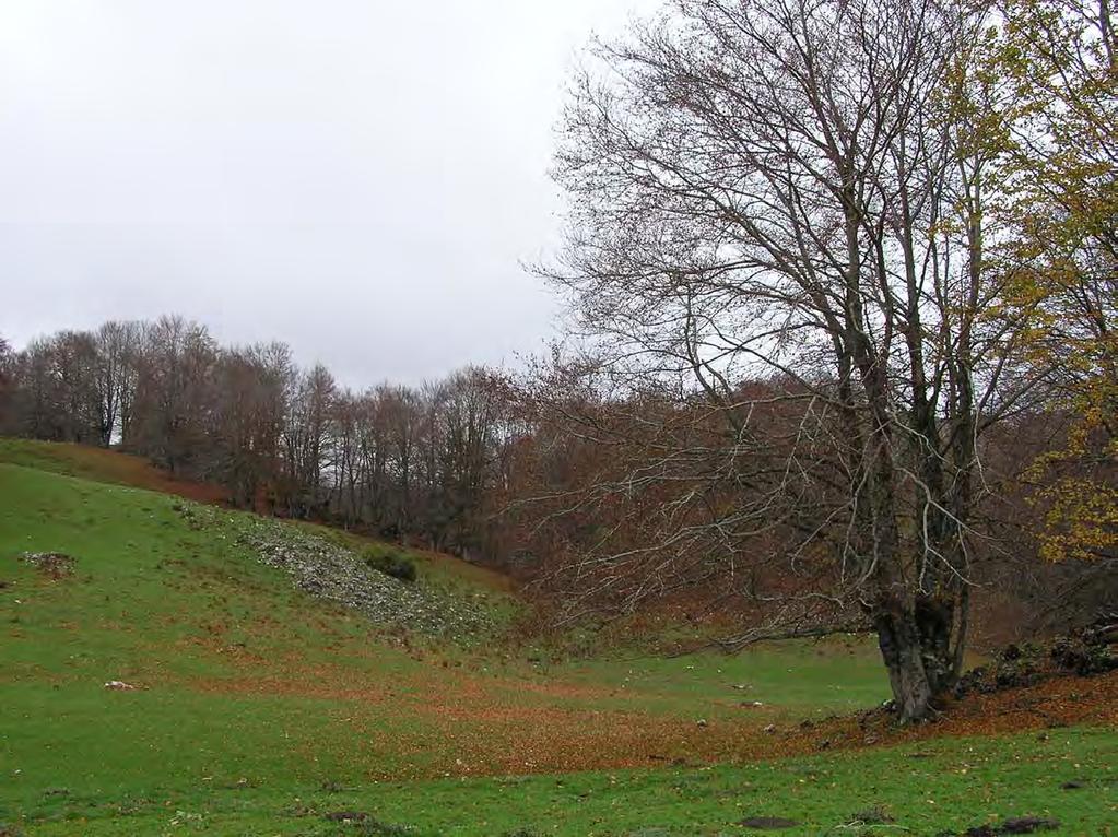 I boschi di Pereto: querceti (leccio,