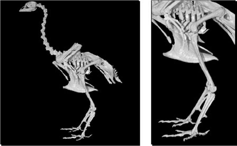 fibula Femore Tibiotarso