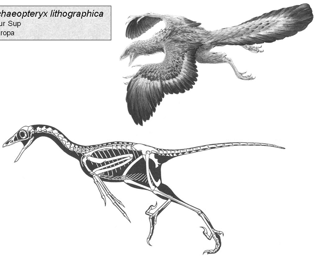 Enantiornithes Patagopterygiformes Hesperornithiformes