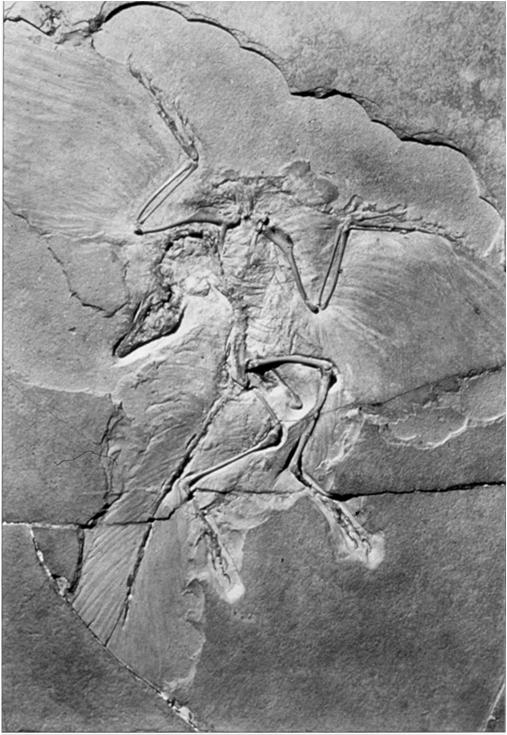 Archaeornithes Archaeopteryx (Giurassico Superiore) Grande come una gazza, Cranio allungato