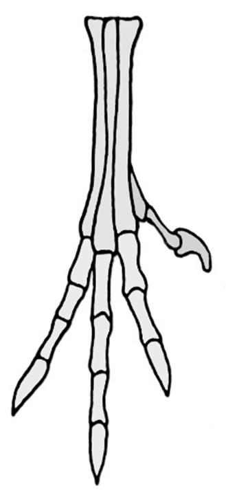 Zampa destra in vista dorsale Coelophysis bauri I Archaeopteryx Corvo