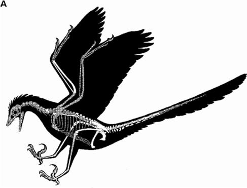 Ornithotoraces Mancano i processi uncinati (c. primitivo) Mancano i gastralia (c.