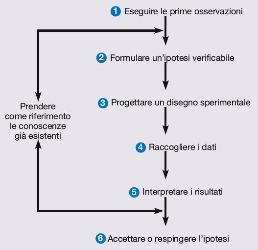 Il metodo scientifico nello studio della cellula -