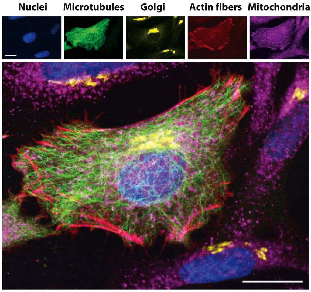 Fluorescent tagging and staining techniques using different fluorescent molecules reveal the cytoskeletal proteins α- tubulin (green) and actin (red), DNA (blue), the Golgi complex (yellow), and