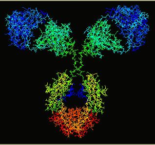 Gli anticorpi sono proteine