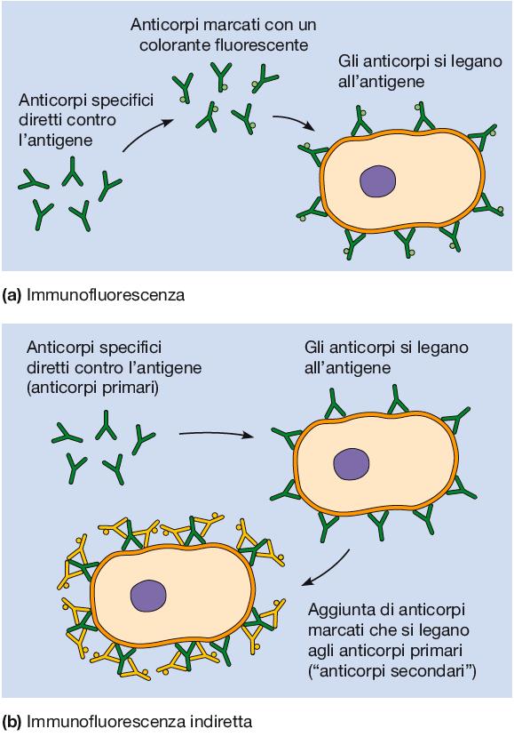 Reazione immunoistochimica diretta: l anticorpo modificato è quello primario. Questo approccio non è praticamente mai usato perché poco versatile.