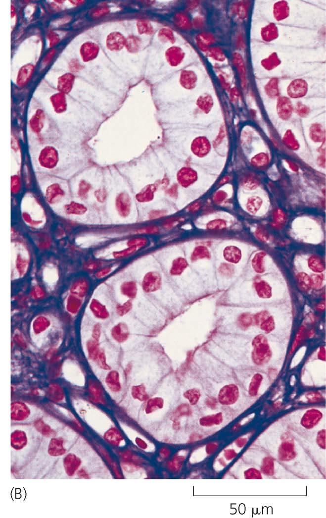 Con il microscopio ottico in campo chiaro.