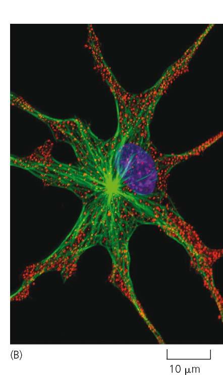 Più organelli possono essere visti contemporaneamente nella stessa cellula utilizzando marcatori fluorescenti diversi, ciascuno specifico per un particolare organello Cellula