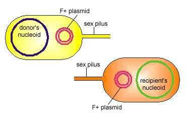 Retrazione del pilo sessuale e formazione di un ponte intercellulare. Una catena del plasmide F + entra in F -. 4.