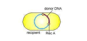 cellula competente. Il DNA è reso monocatenario (ss) da una nucleasi. 3.