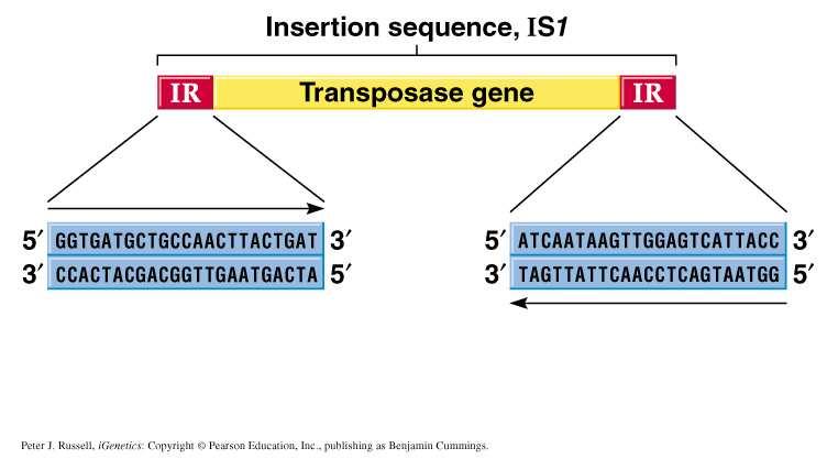 Altri MGEs: Elementi trasponibili (2 di 3) Sequenze di Inserzione (IS) di piccole dimensioni, si integrano nel cromosoma mediante sequenze invertite e ripetute, core codificante solo per