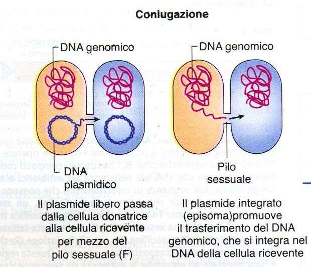 coniugazione Trasferimento di DNA da un batterio donatore ( ) ad un batterio ricevente ( ) attraverso il pilo