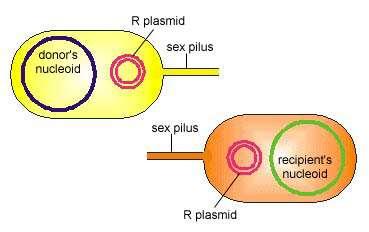 Caso 1 F+ F+ x