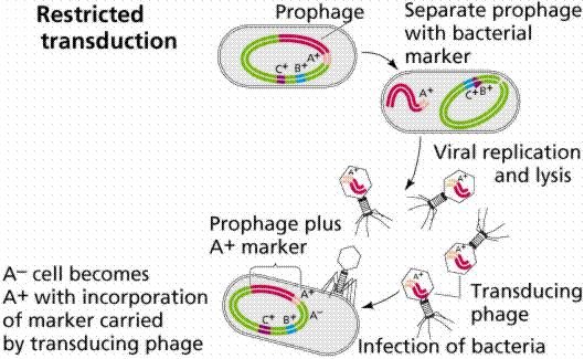 Trasduzione specializzata 1. Infezione della cellula batterica (donatore) 2. Integrazione del fago (lisogenia) 3.