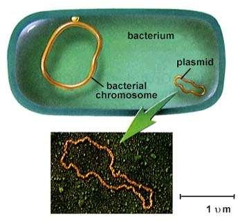 Diffusi e ubiquitari fra Gram+ e Gram-, sono un potente fattore di variabilità genetica.