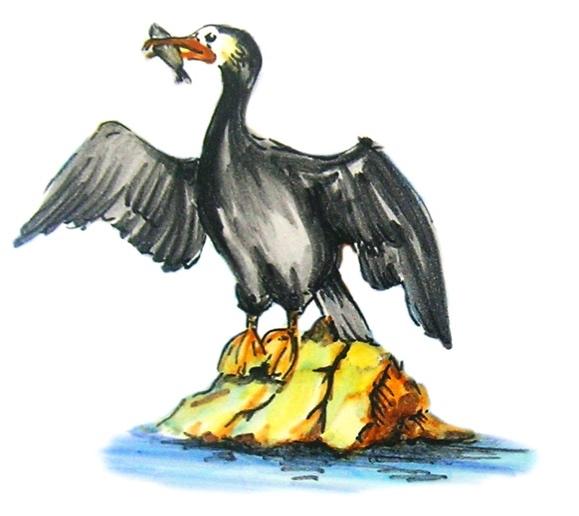 Benvenuti al Cormorano. Il Cormorano è un uccello che si tuffa in acqua e pesca il pesce vivo.