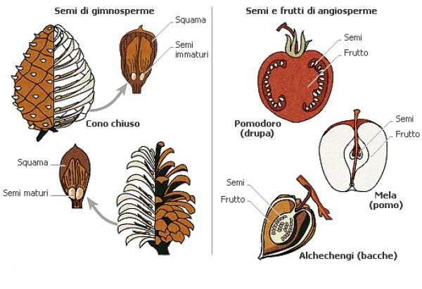 Semi di angiosperme e gimnosperme L'ampio raggruppamento delle piante con seme (spermatofite) è suddiviso in due phyla o divisioni: quello delle gimnosperme e quello delle angiosperme.