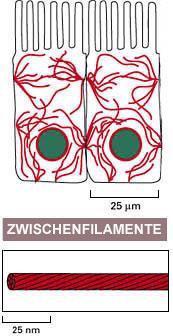 I FILAMENTI INTERMEDI sono fibre simili a corde con un diametro di circa 10 nm; sono composti da proteine dei filamenti intermedi che costituiscono una famiglia grande ed eterogenea.